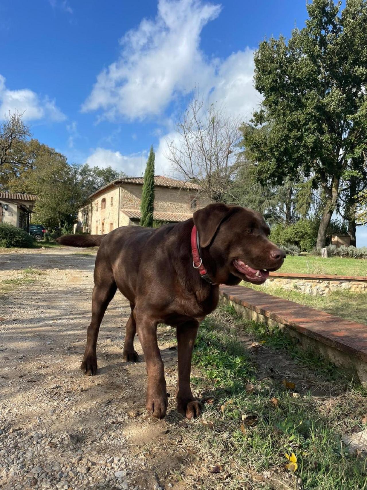 Agriturismo La Segolina Colle di Val d'Elsa Eksteriør billede