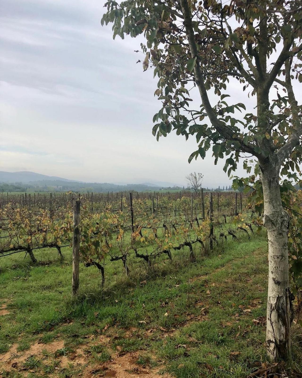 Agriturismo La Segolina Colle di Val d'Elsa Eksteriør billede