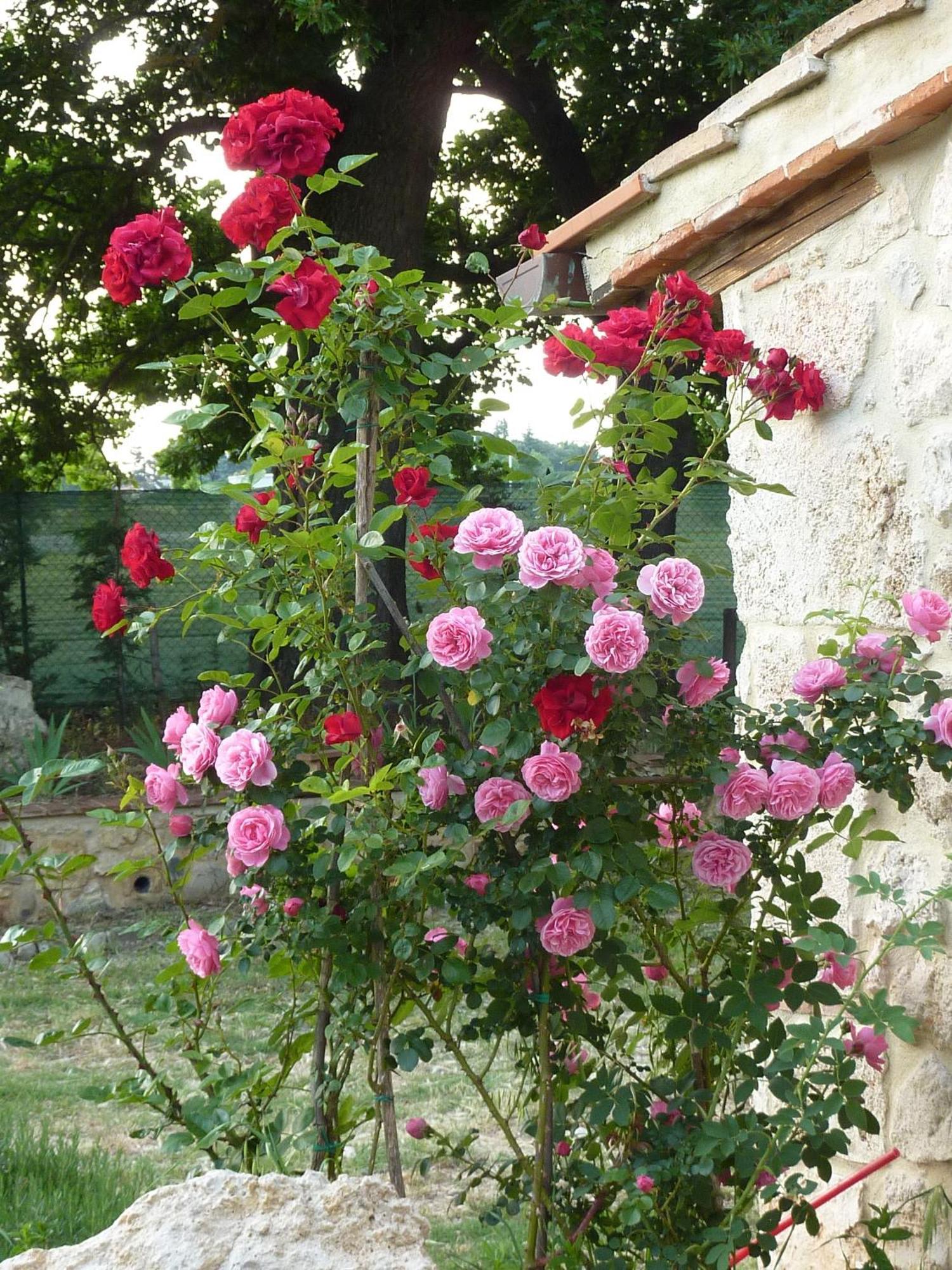 Agriturismo La Segolina Colle di Val d'Elsa Eksteriør billede