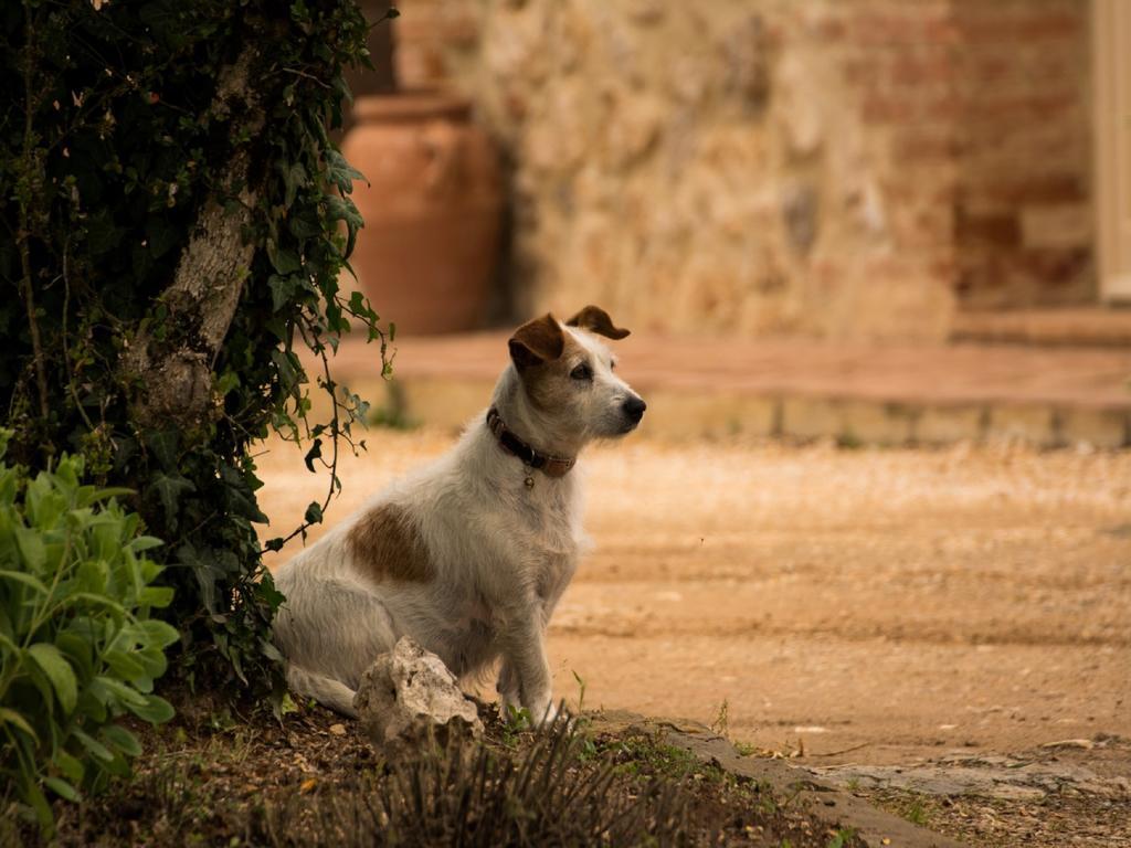 Agriturismo La Segolina Colle di Val d'Elsa Eksteriør billede