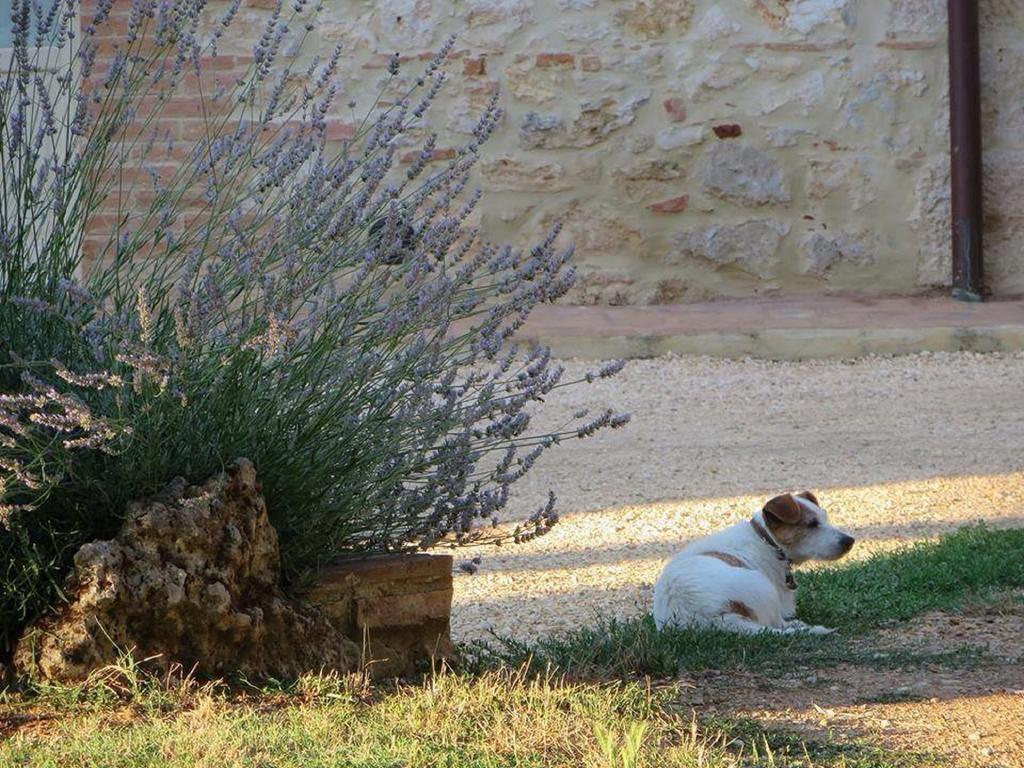 Agriturismo La Segolina Colle di Val d'Elsa Eksteriør billede